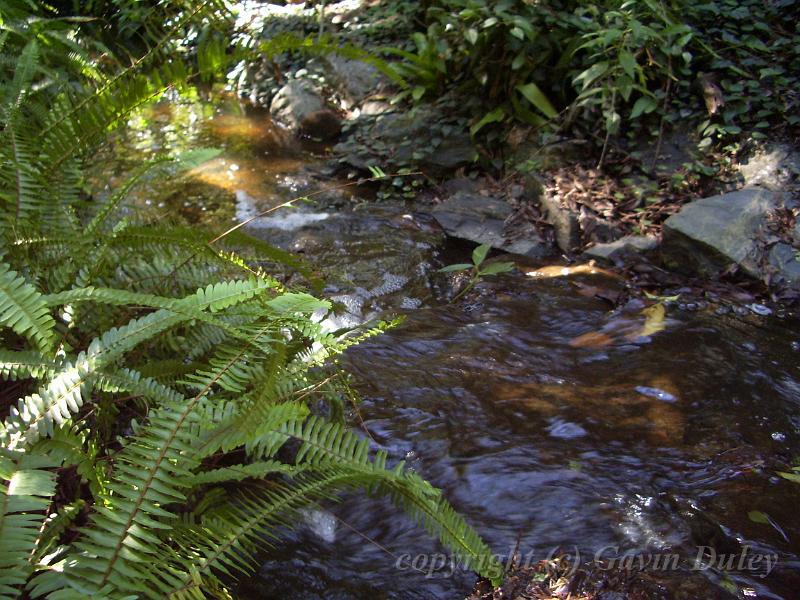 Shadows and light, water, Mt Coot-tha Botanic Gardens IMGP1772.JPG